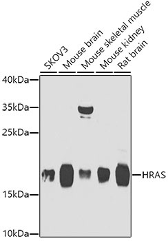 HRas Antibody