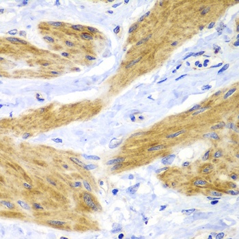 HRas Antibody