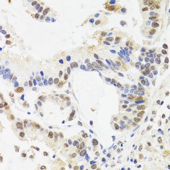 CHRFAM7A Antibody