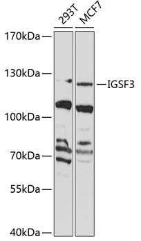 IGSF3 Antibody