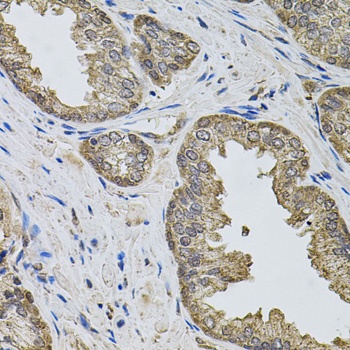 IGSF3 Antibody