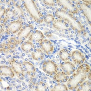 ASPSCR1 Antibody