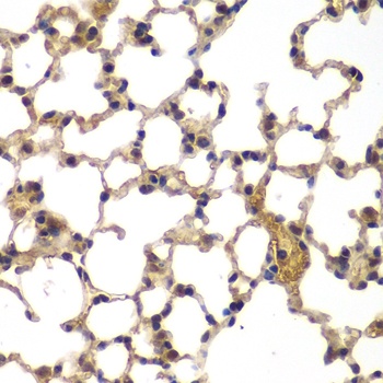 ASPSCR1 Antibody