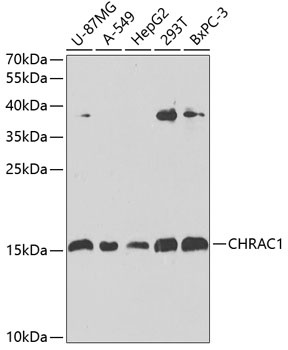 CHRAC1 Antibody