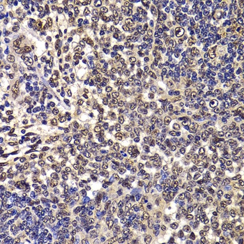 WBSCR22 Antibody