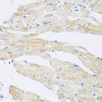 NAT8B Antibody