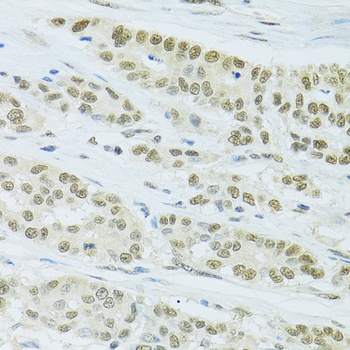 FIP1L1 Antibody