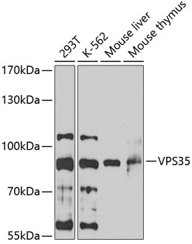 VPS35 Antibody