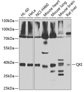 QKI Antibody