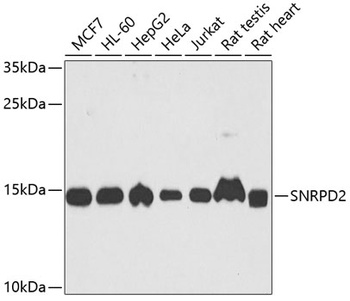 SNRPD2 Antibody