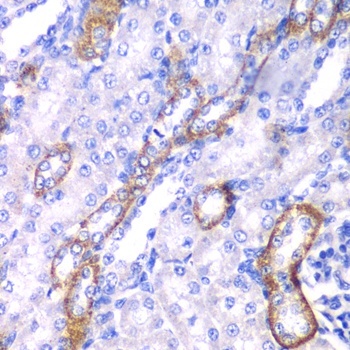 MYO1C Antibody