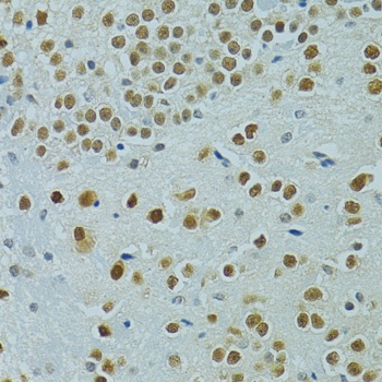 MUS81 Antibody
