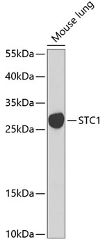 STC1 Antibody