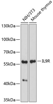 IL9R Antibody