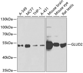 GLUD2 Antibody