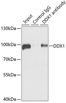 GLUD2 Antibody