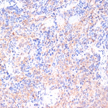 COX4I1 Antibody