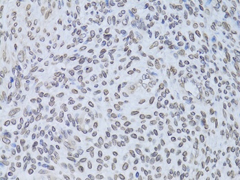 LMNB2 Antibody