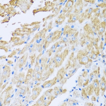 IL18BP Antibody