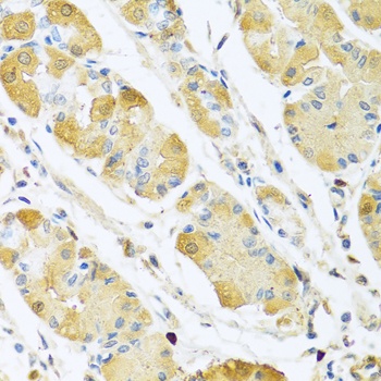C4BPB Antibody