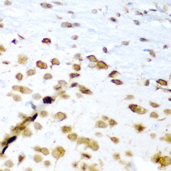 ELAVL3 Antibody