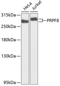 PRPF8 Antibody