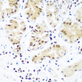 AGO2 Antibody