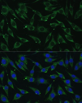 DICER1 Antibody