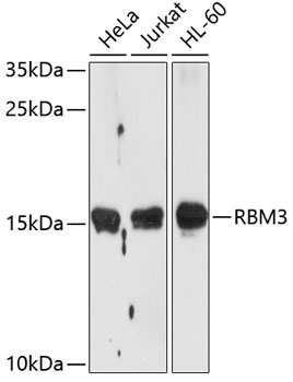 RBM3 Antibody