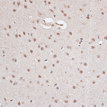 RBM3 Antibody