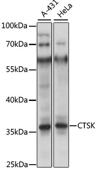 CTSK Antibody