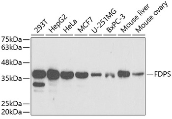 FDPS Antibody