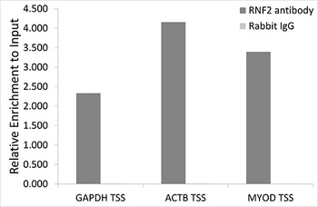 RNF2 Antibody
