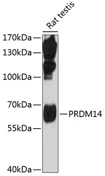PRDM14 Antibody