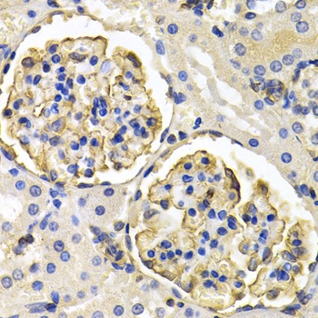 KLKB1 Antibody
