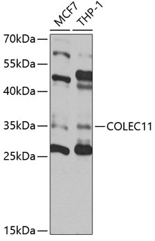 COLEC11 Antibody