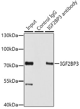IGF2BP3 Antibody