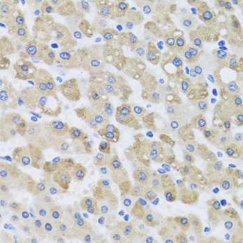 SNAP29 Antibody