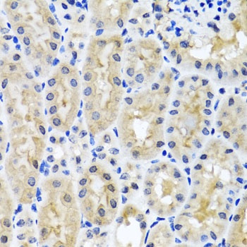 SNAP29 Antibody