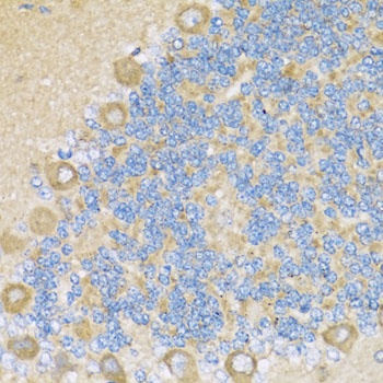 COX6A1 Antibody