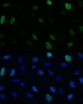KIFC1 Antibody