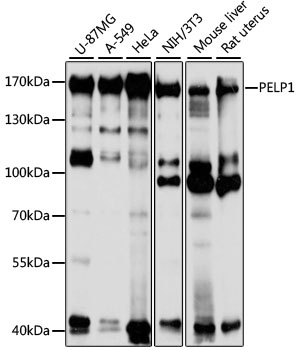PELP1 Antibody