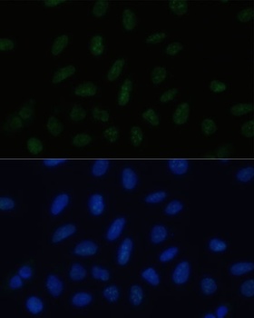 PELP1 Antibody