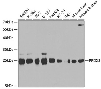 PRDX3 Antibody