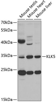 KLK5 Antibody