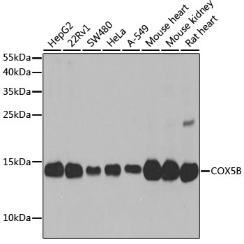 COX5B Antibody