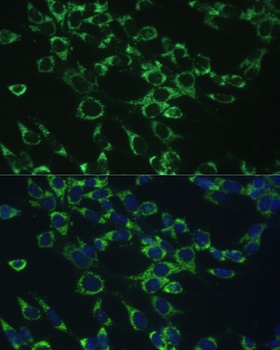 COX5B Antibody