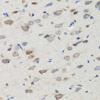 SIAH1 Antibody
