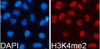 H3K4me2 Antibody