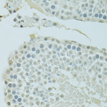 BRD3 Antibody